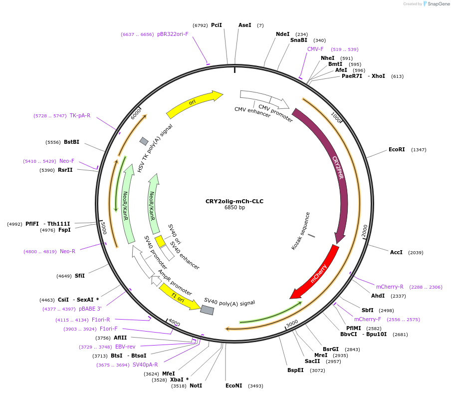 60035-plasmid-map-sequence-id-95887