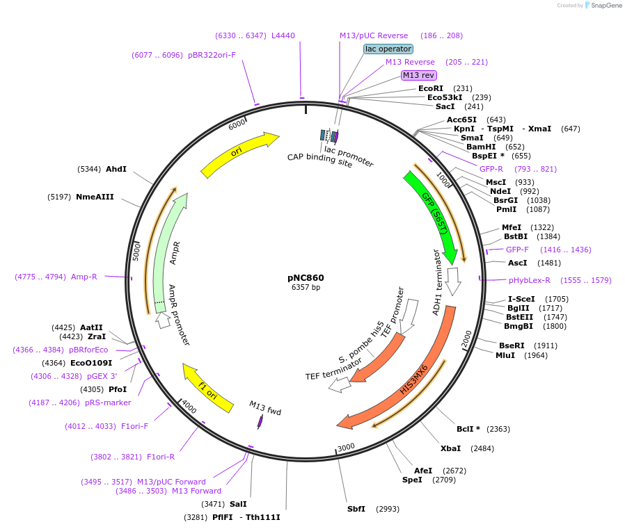 20390-plasmid-map-sequence-id-9599