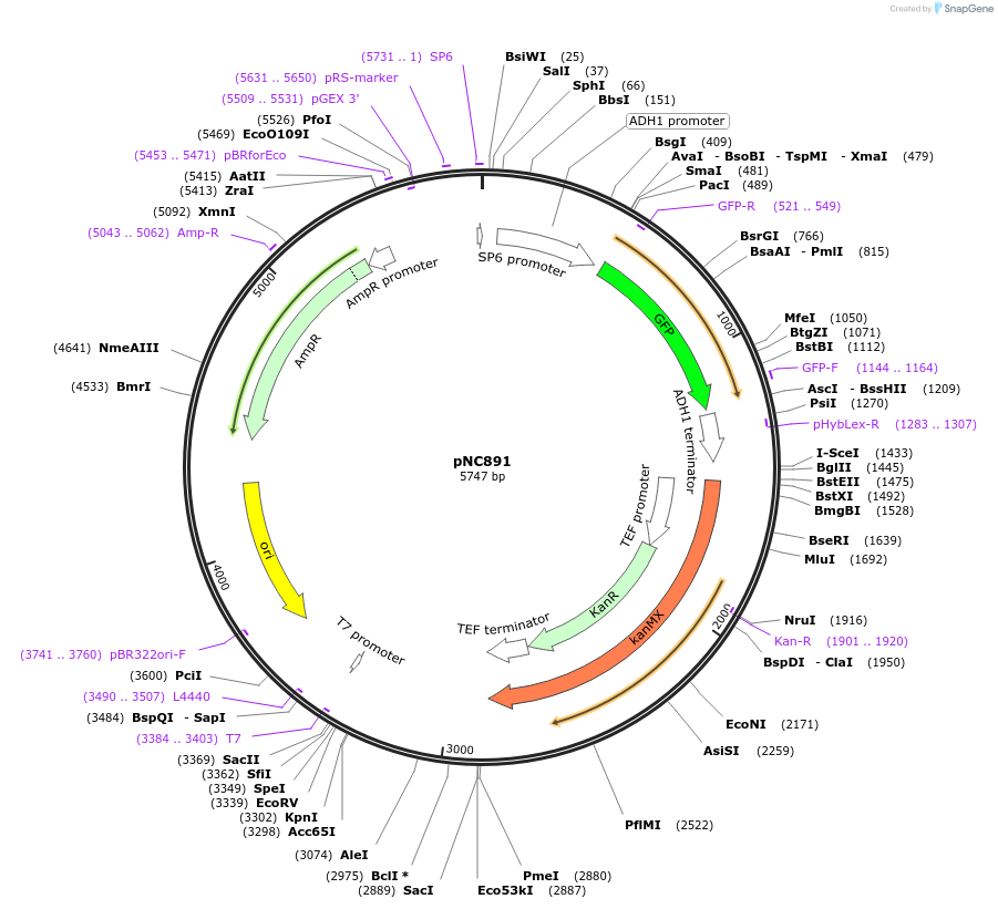 20397-plasmid-map-sequence-id-9606