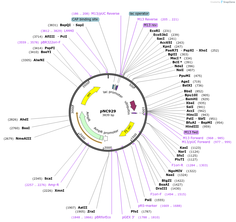 20398-plasmid-map-sequence-id-9607