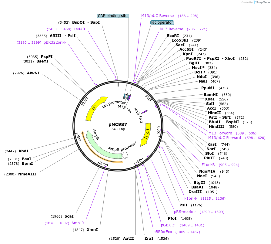 20404-plasmid-map-sequence-id-9612