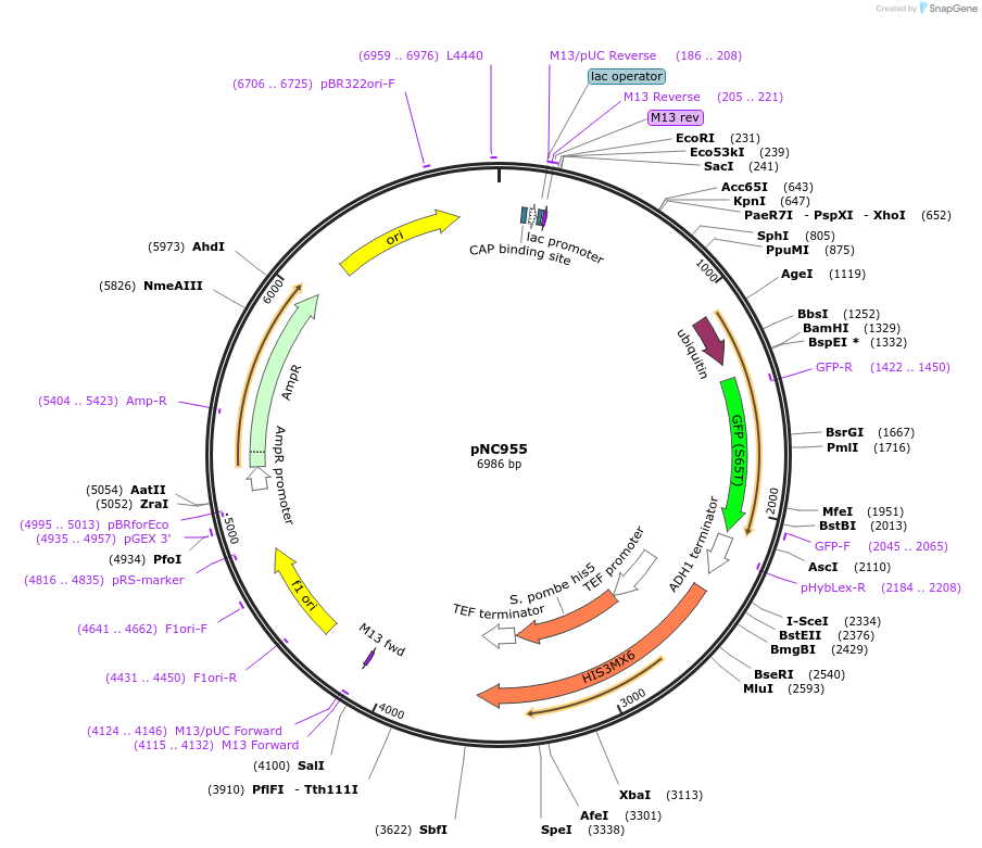 20405-plasmid-map-sequence-id-9613