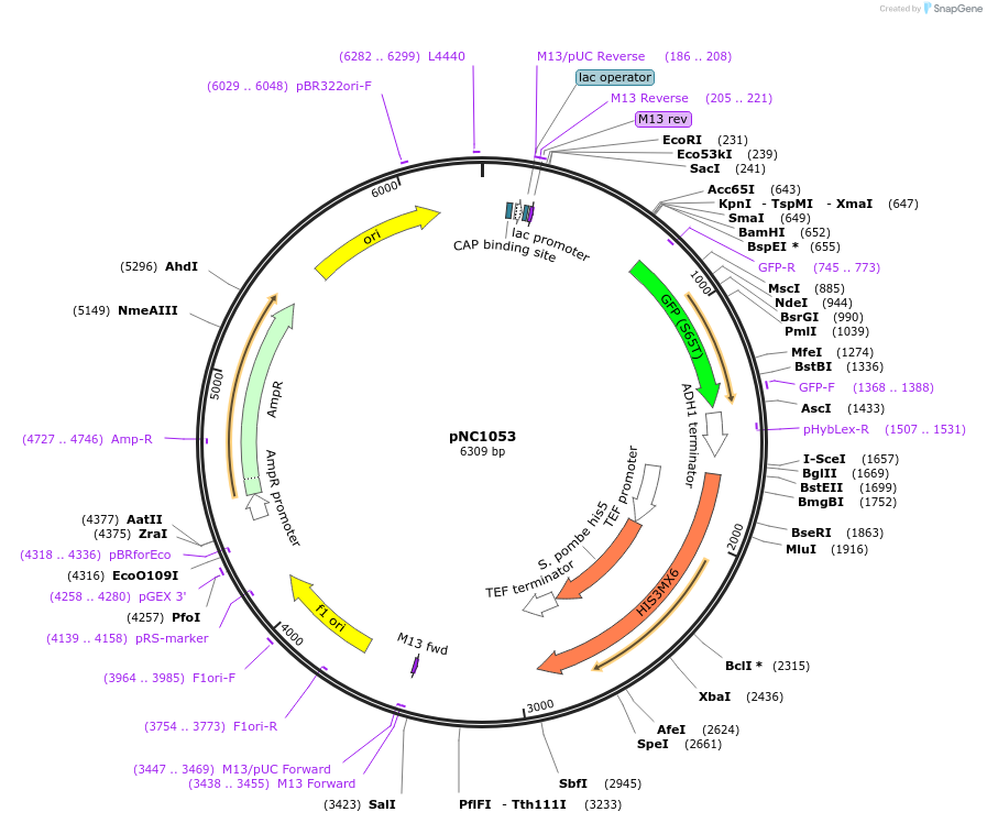 20406-plasmid-map-sequence-id-9614