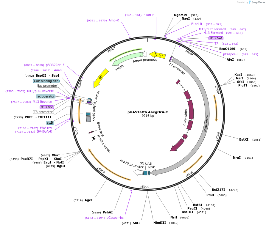 59794-plasmid-map-sequence-id-96155