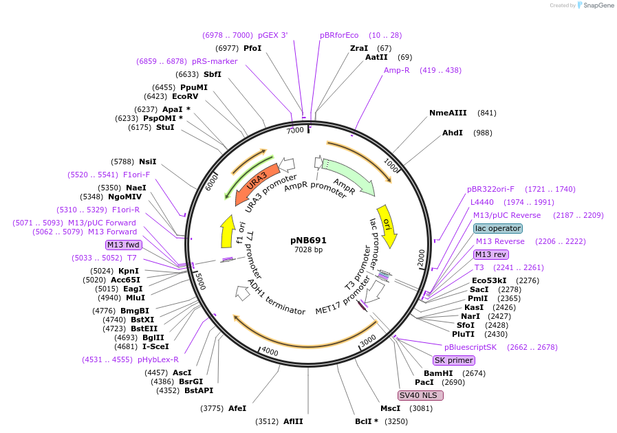 60135-plasmid-map-sequence-id-96202