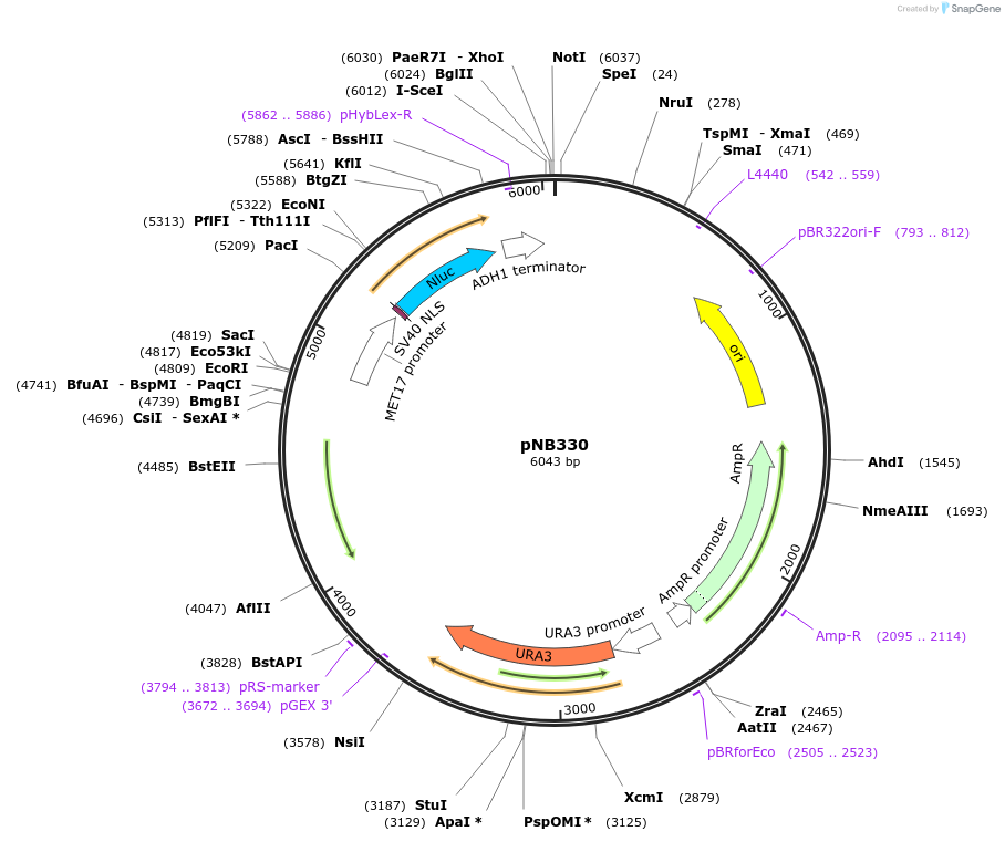 60147-plasmid-map-sequence-id-96261