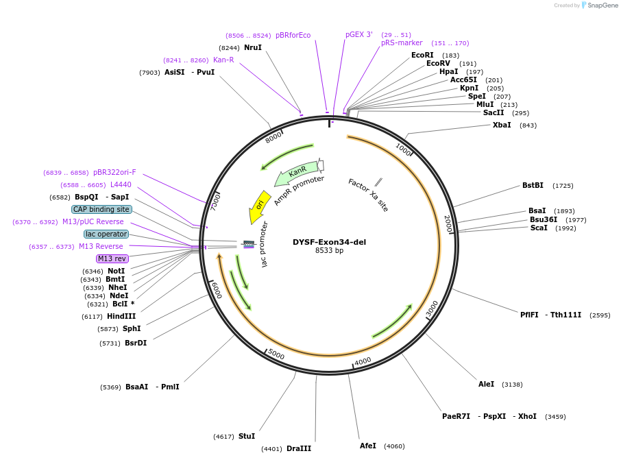 60188-plasmid-map-sequence-id-96283