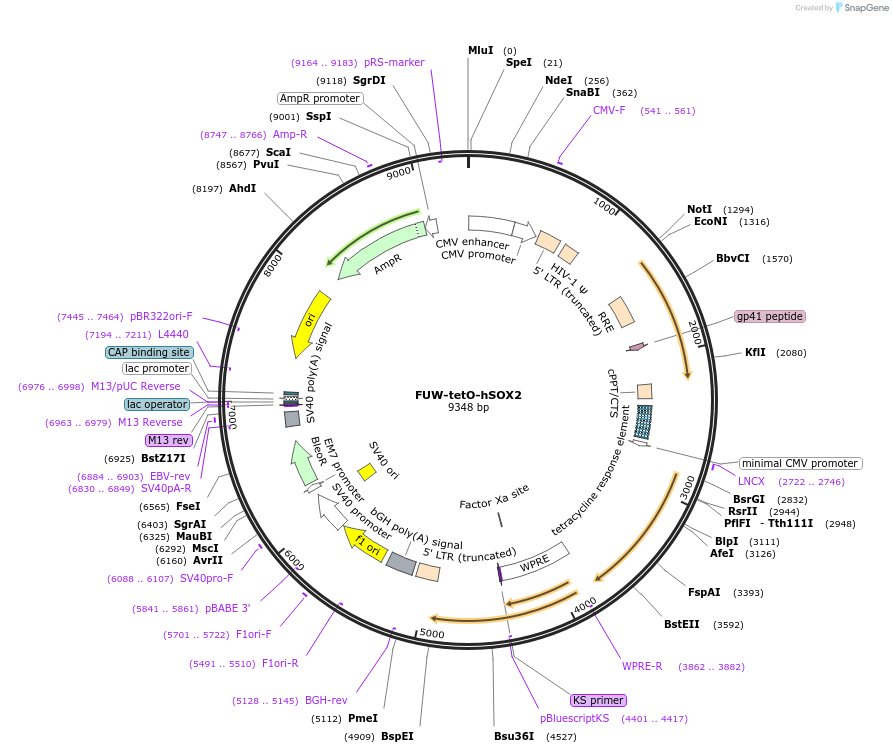 20724-plasmid-map-sequence-id-9629