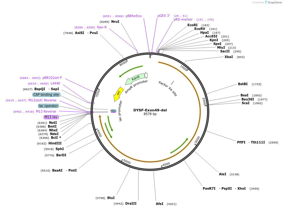 60197-plasmid-map-sequence-id-96291