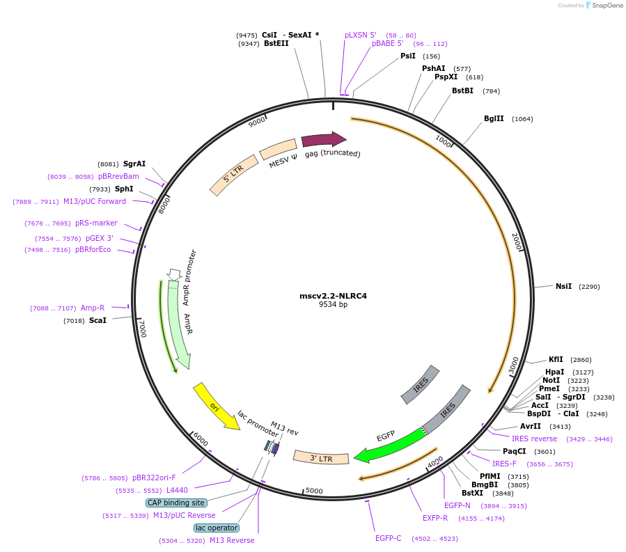 60199-plasmid-map-sequence-id-96292