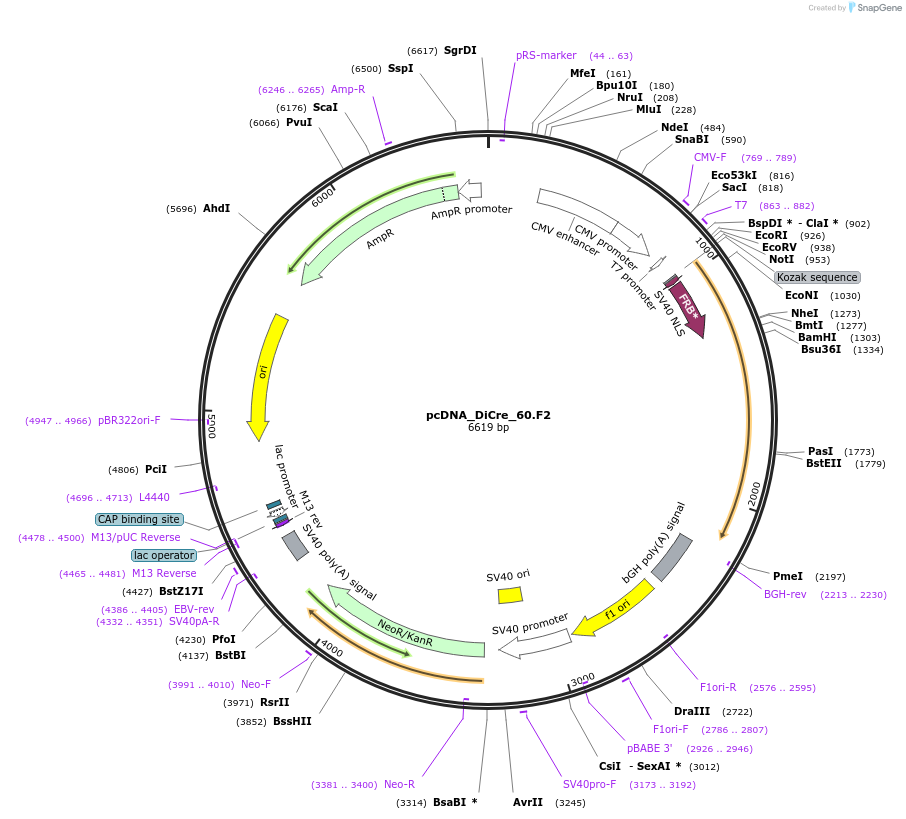 60208-plasmid-map-sequence-id-96298