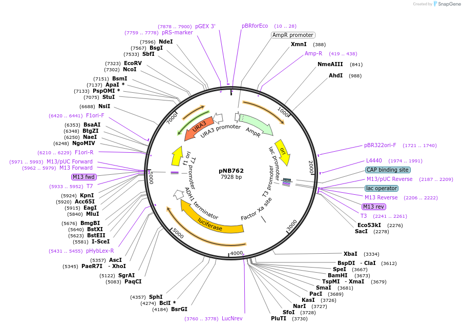 60150-plasmid-map-sequence-id-96313