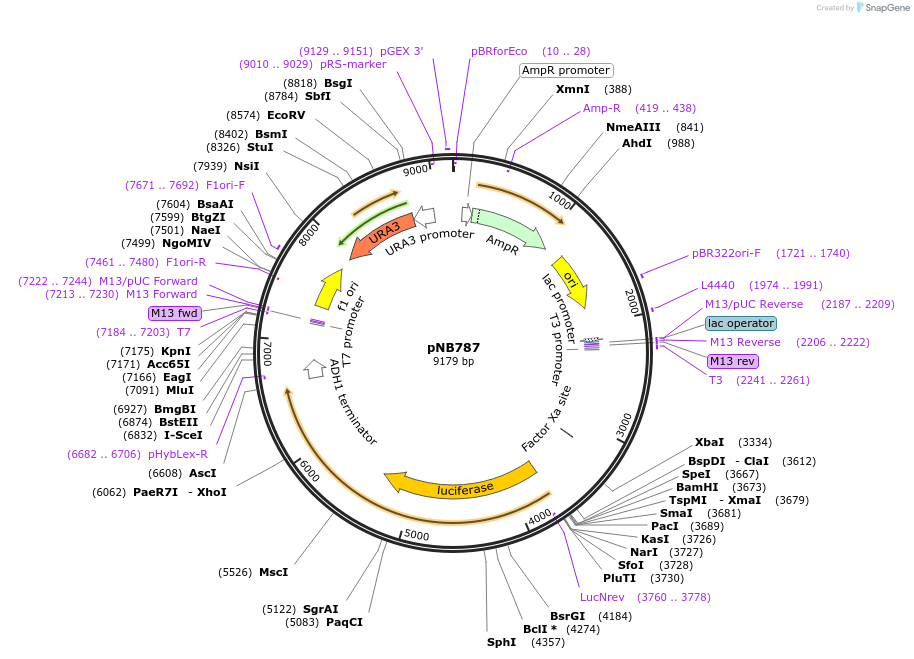 60152-plasmid-map-sequence-id-96317