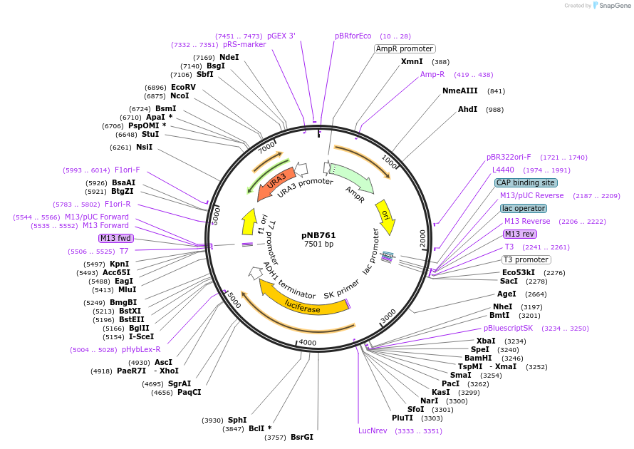 60156-plasmid-map-sequence-id-96326