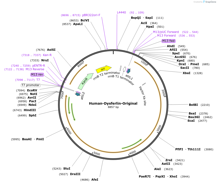 60216-plasmid-map-sequence-id-96330