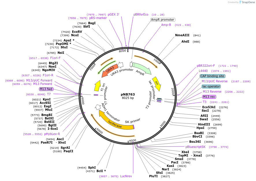 60158-plasmid-map-sequence-id-96358