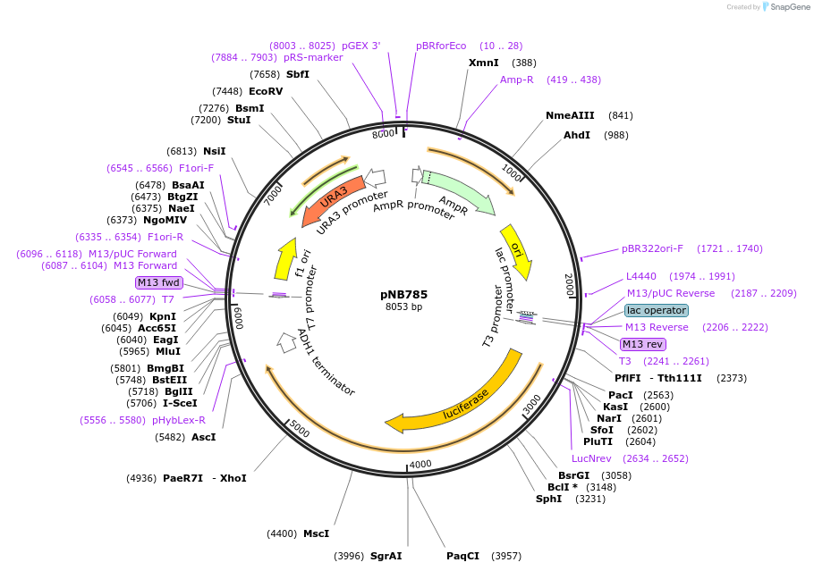 60164-plasmid-map-sequence-id-96373