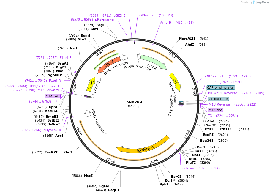 60166-plasmid-map-sequence-id-96375