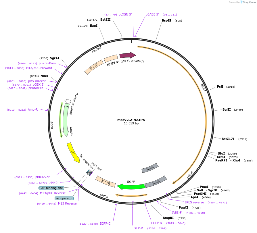 60205-plasmid-map-sequence-id-96383