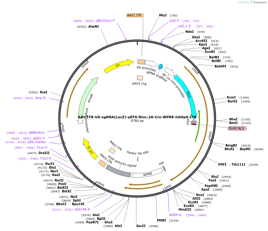 60225-plasmid-map-sequence-id-96391