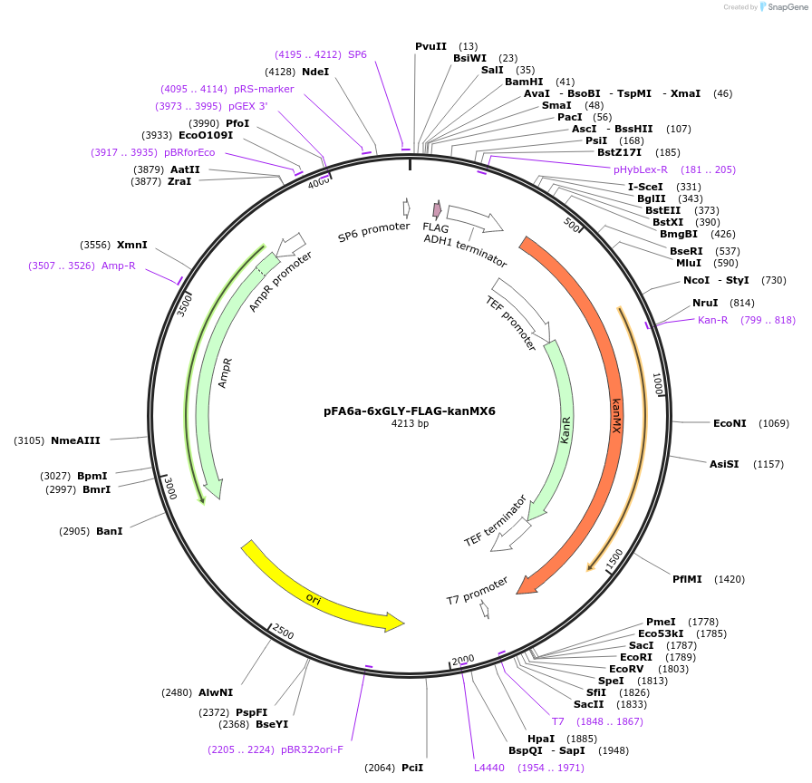 20751-plasmid-map-sequence-id-9643