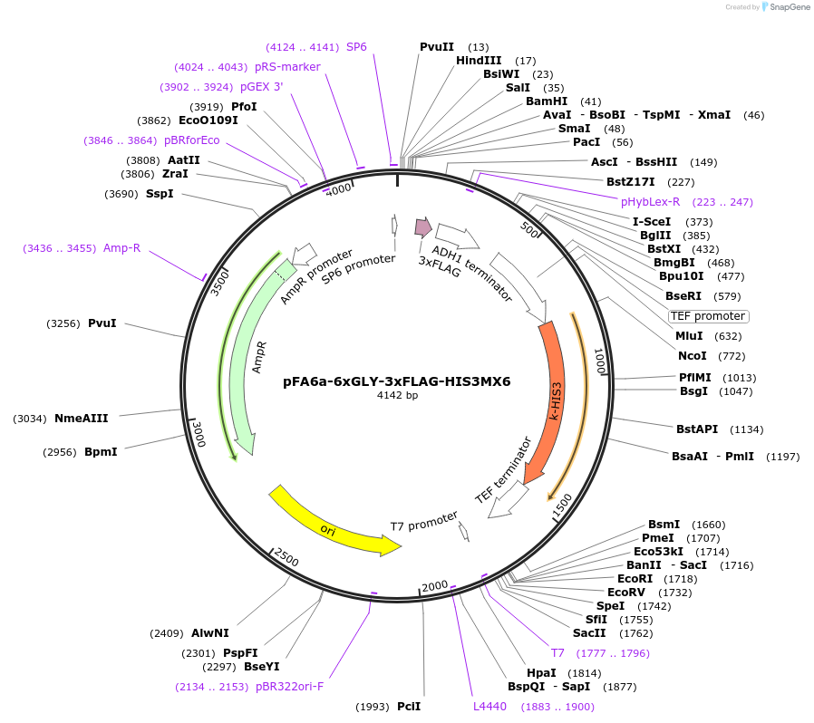 20753-plasmid-map-sequence-id-9645