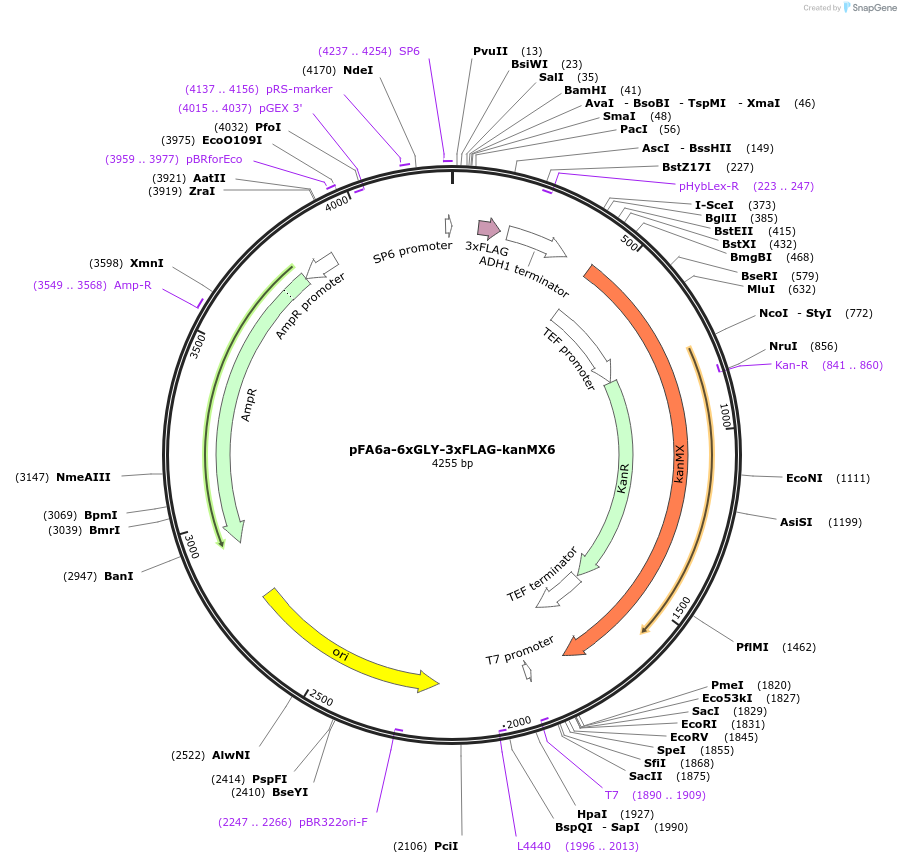 20754-plasmid-map-sequence-id-9646