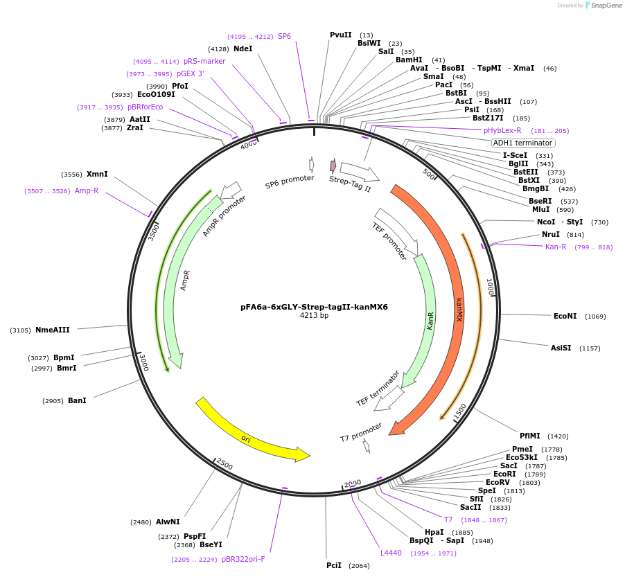 20757-plasmid-map-sequence-id-9649
