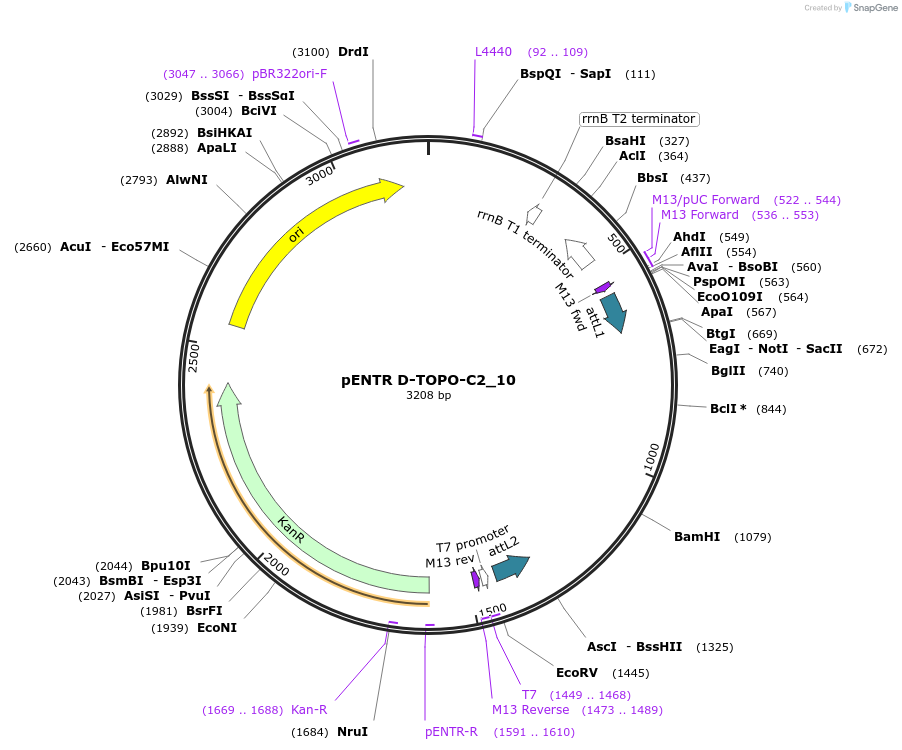 60250-plasmid-map-sequence-id-96513