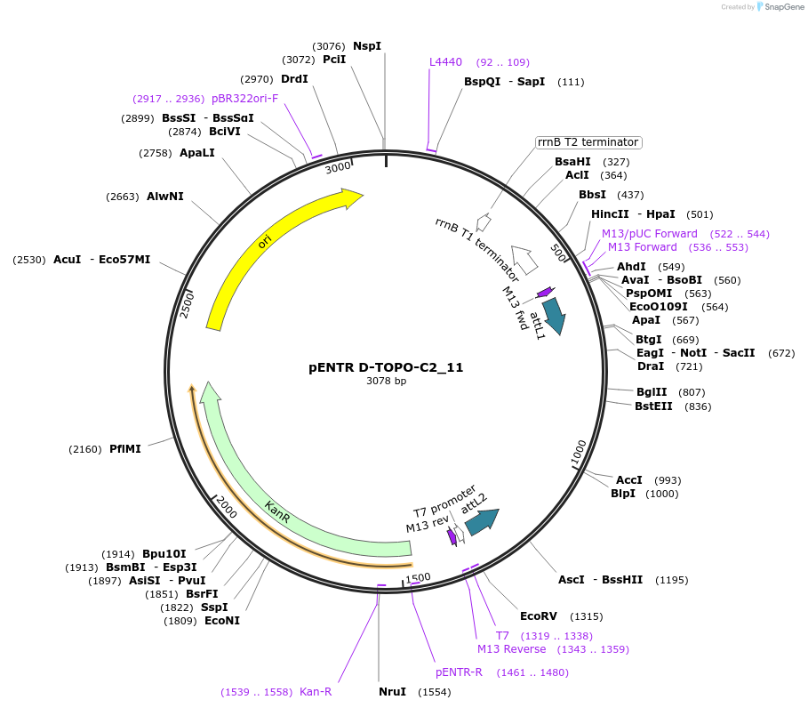 60251-plasmid-map-sequence-id-96514