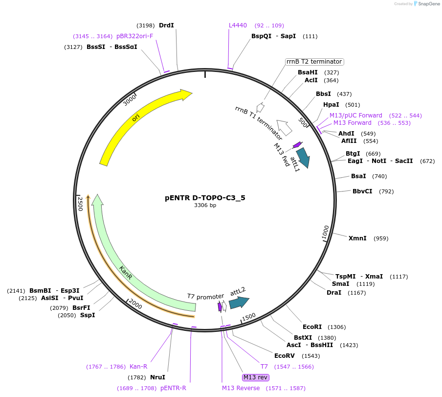 60254-plasmid-map-sequence-id-96517