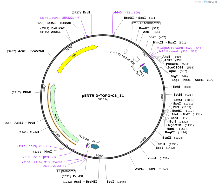 60260-plasmid-map-sequence-id-96523