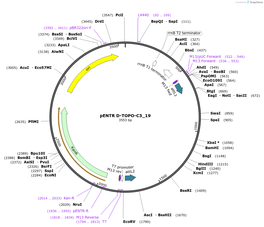 60265-plasmid-map-sequence-id-96528