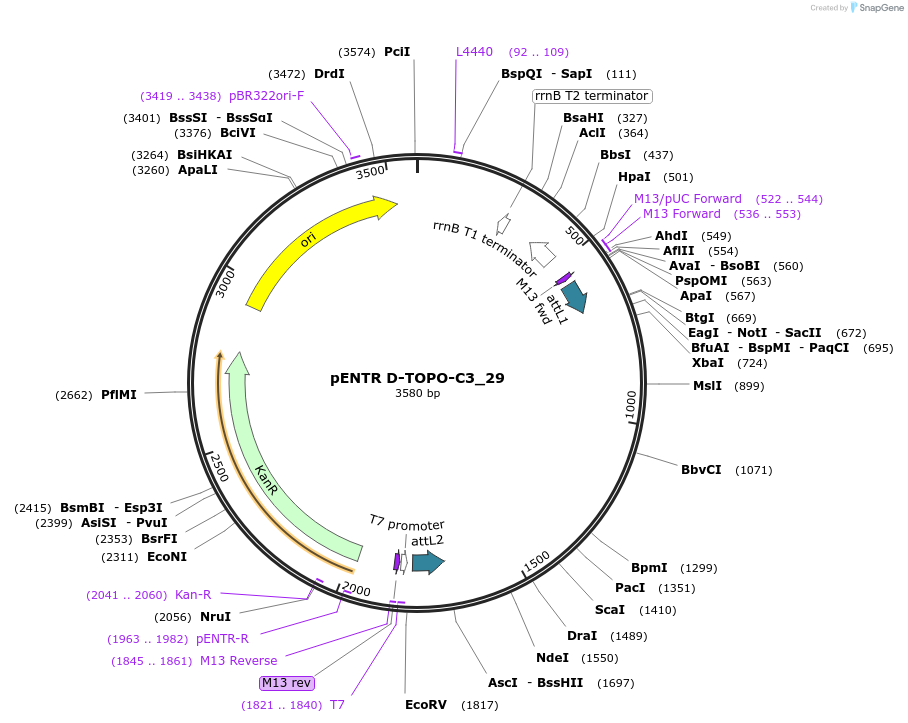 60272-plasmid-map-sequence-id-96535