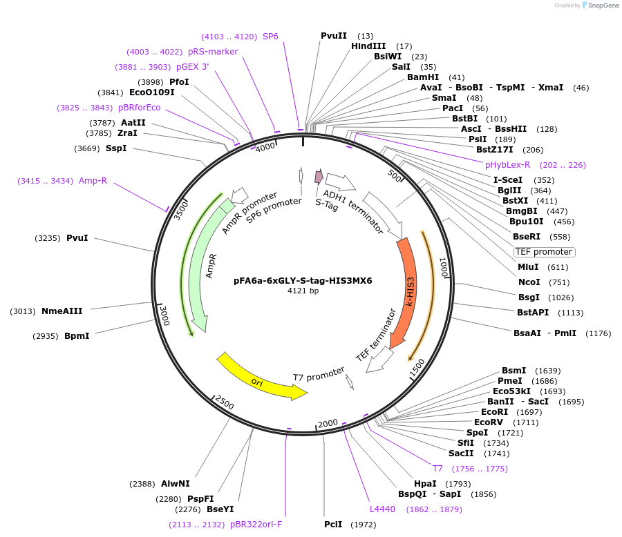 20765-plasmid-map-sequence-id-9657