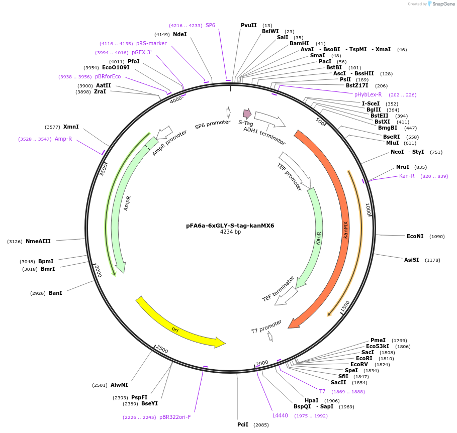 20766-plasmid-map-sequence-id-9658