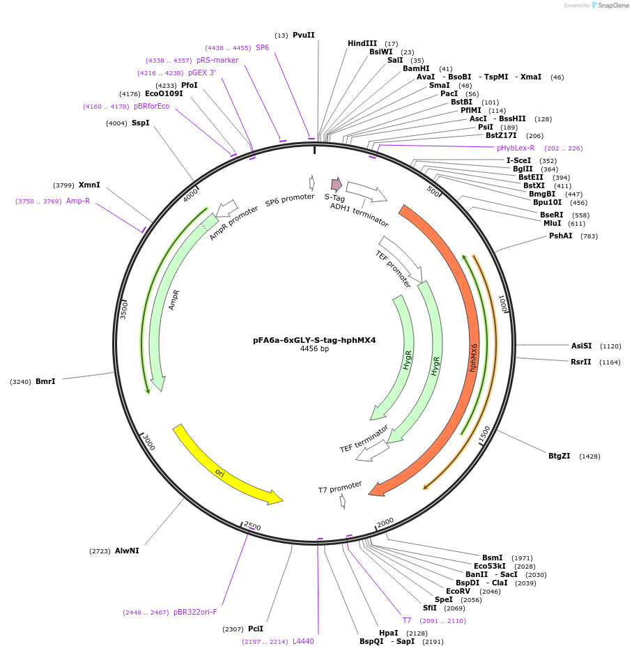 20767-plasmid-map-sequence-id-9659