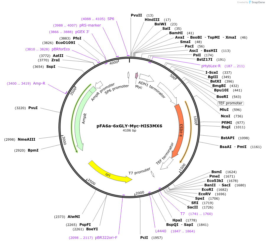 20768-plasmid-map-sequence-id-9660