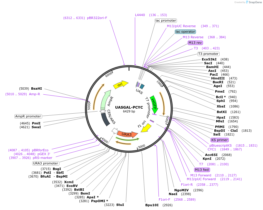 60335-plasmid-map-sequence-id-96617