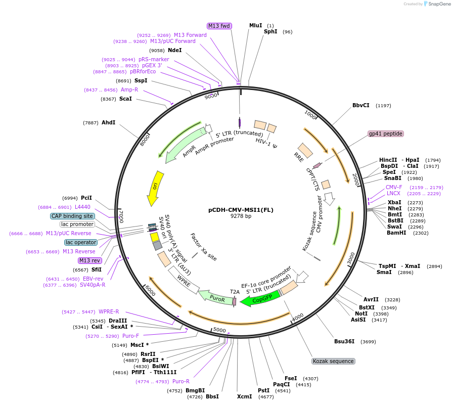 60358-plasmid-map-sequence-id-96624