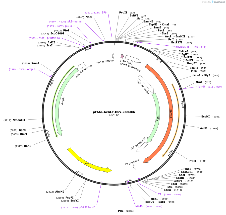 20775-plasmid-map-sequence-id-9667