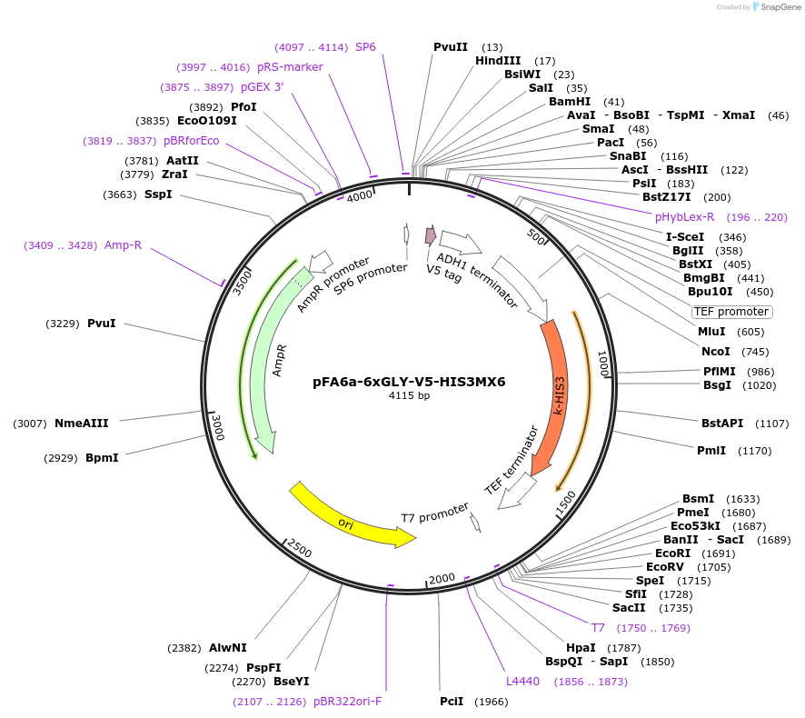 20777-plasmid-map-sequence-id-9669