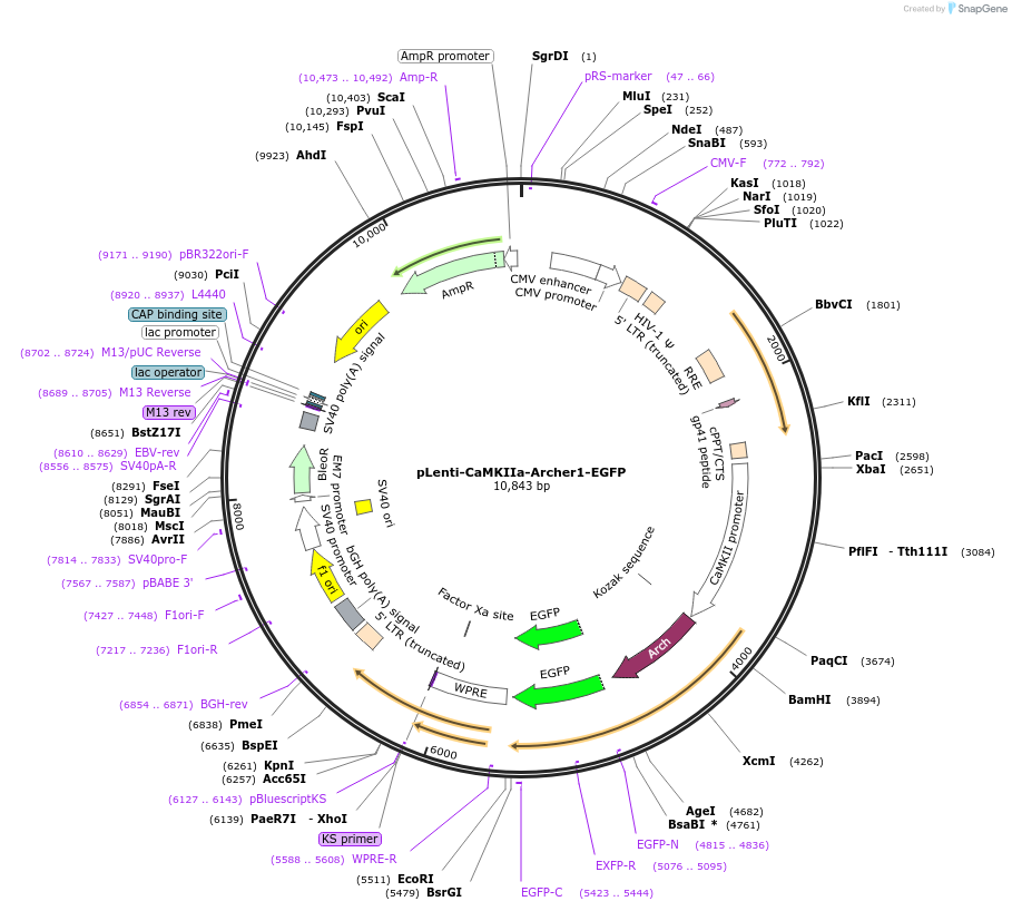 60423-plasmid-map-sequence-id-96712