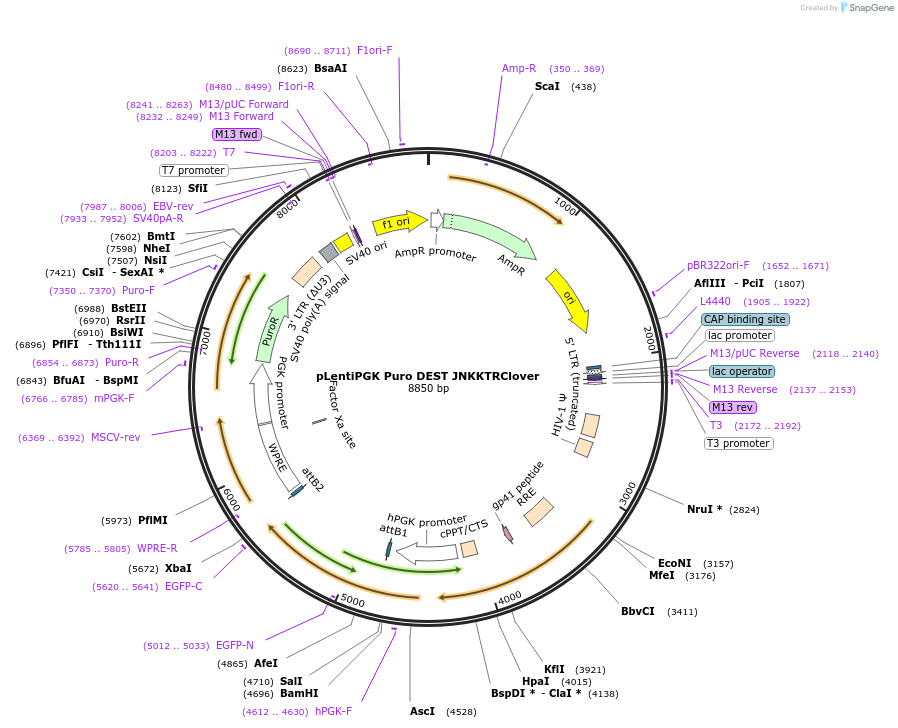 59151-plasmid-map-sequence-id-96760