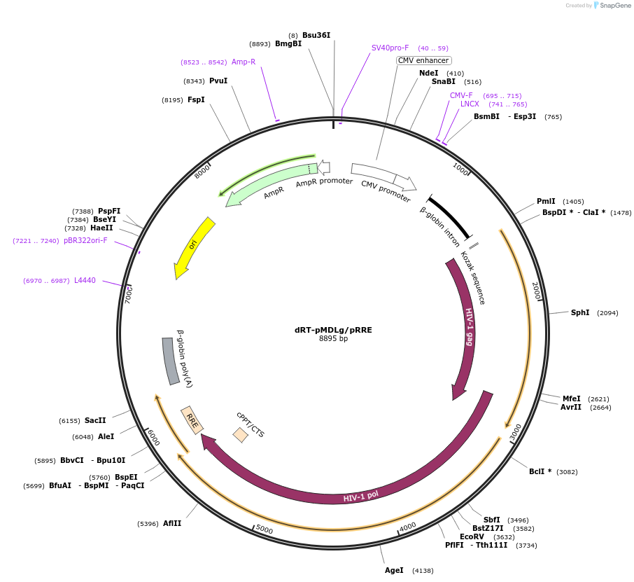 60488-plasmid-map-sequence-id-96845