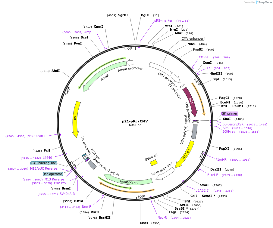20814-plasmid-map-sequence-id-9696