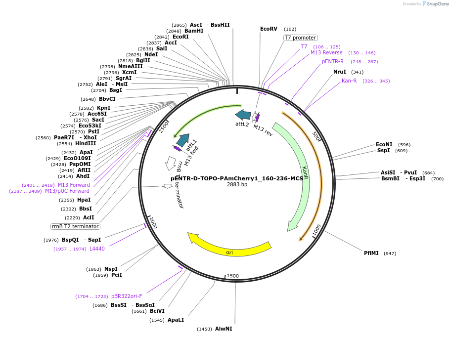 60546-plasmid-map-sequence-id-97049