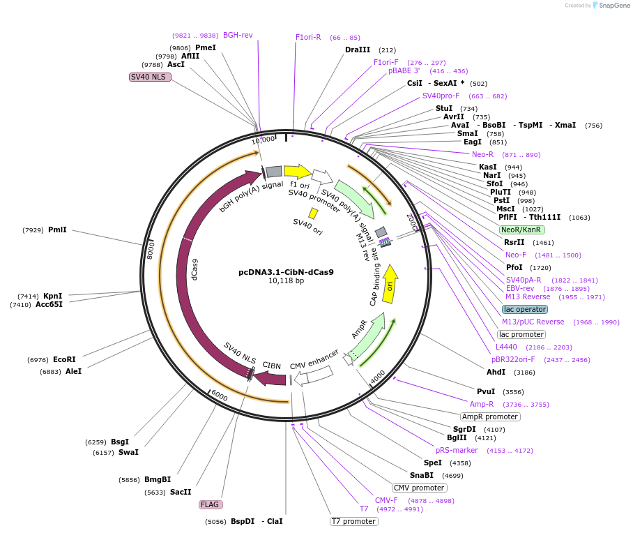 60551-plasmid-map-sequence-id-97050