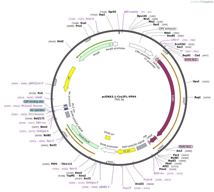 60554-plasmid-map-sequence-id-97053