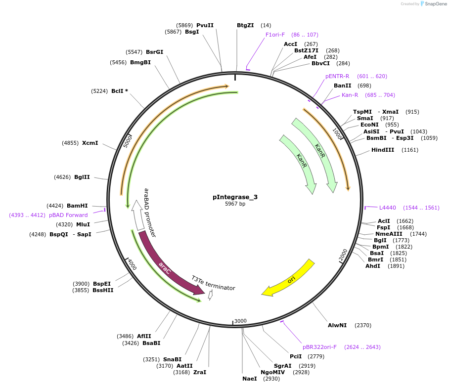 60575-plasmid-map-sequence-id-97247